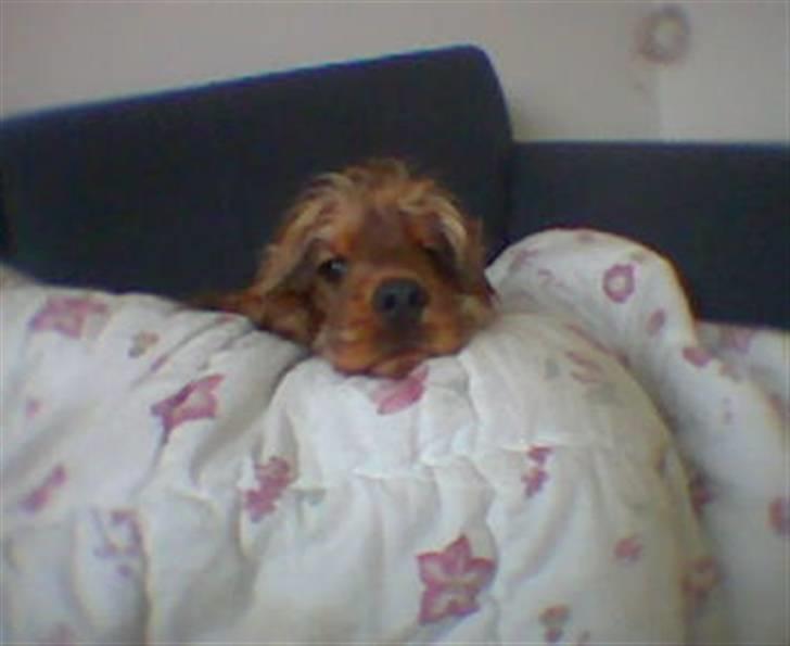 Cocker spaniel Gismo billede 2