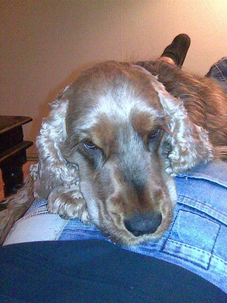 Cocker spaniel Gismo billede 3