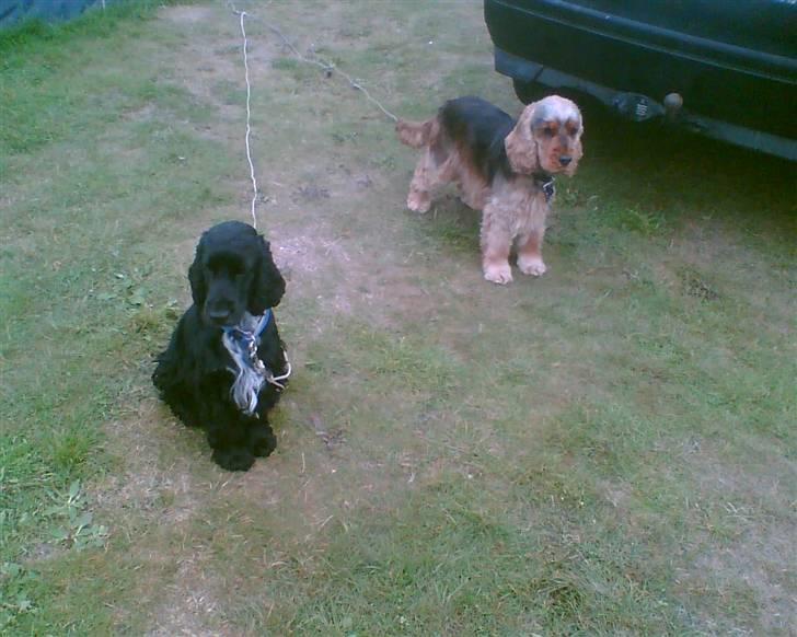 Cocker spaniel Gismo billede 4