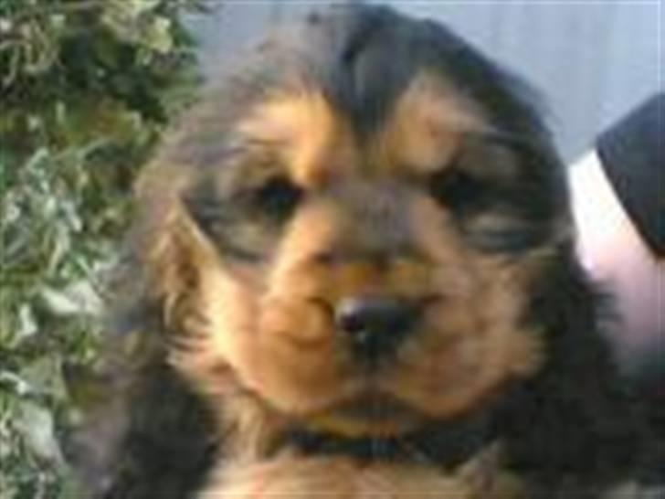 Cocker spaniel Gismo billede 5