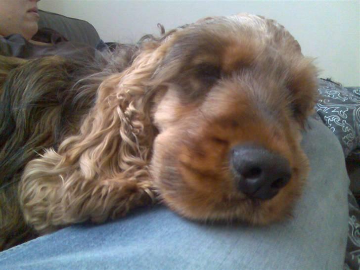 Cocker spaniel Gismo billede 6