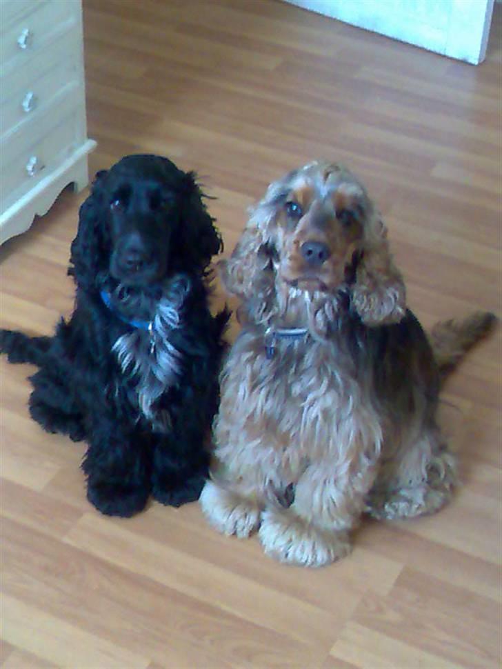 Cocker spaniel Gismo billede 7