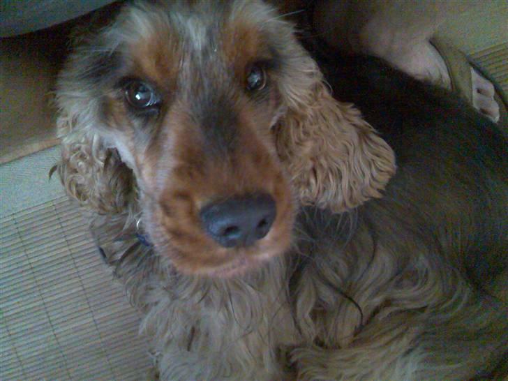 Cocker spaniel Gismo billede 8