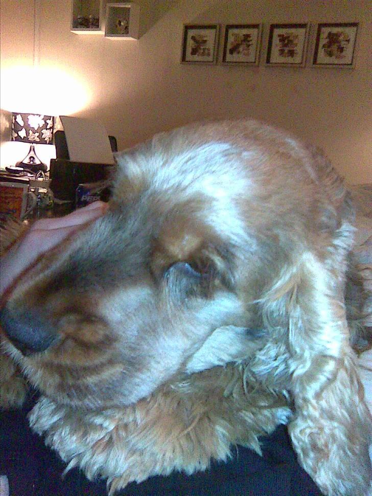 Cocker spaniel Gismo billede 9