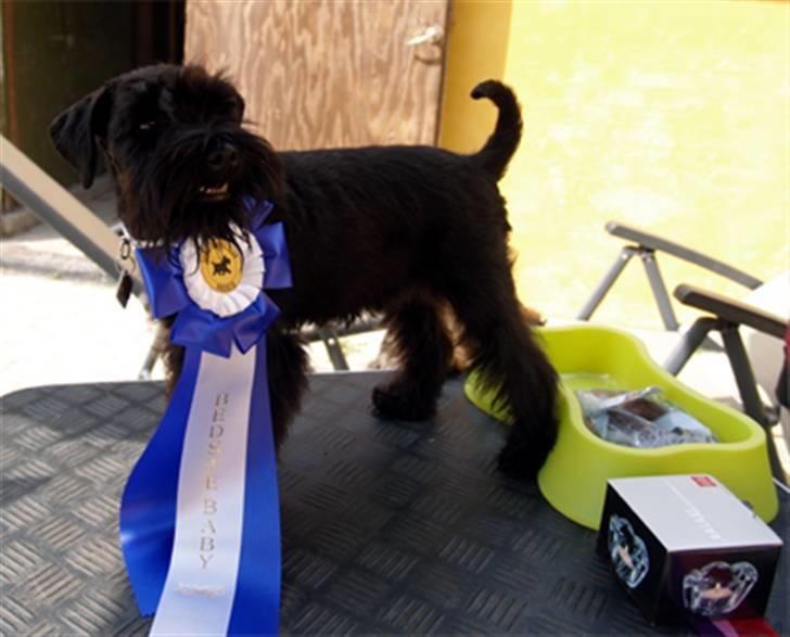 Dvaergschnauzer Sváva's Elenna - Tazhia - taz og en af hendes mange rozetter billede 14