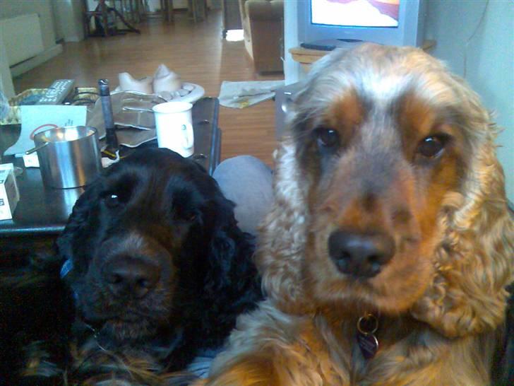 Cocker spaniel Gismo billede 10