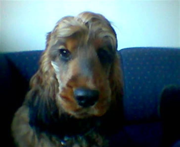 Cocker spaniel Gismo billede 11