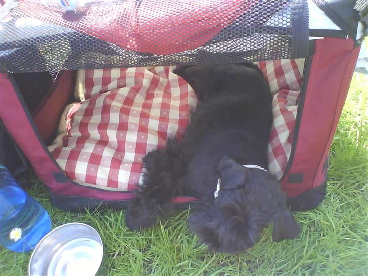 Dvaergschnauzer Sváva's Elenna - Tazhia - Trætte Taz billede 15