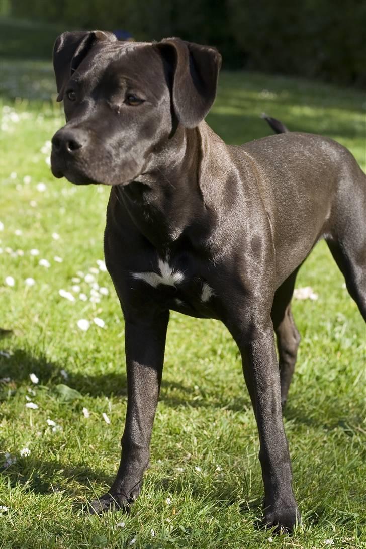 Amerikansk staffordshire terrier Chica billede 1