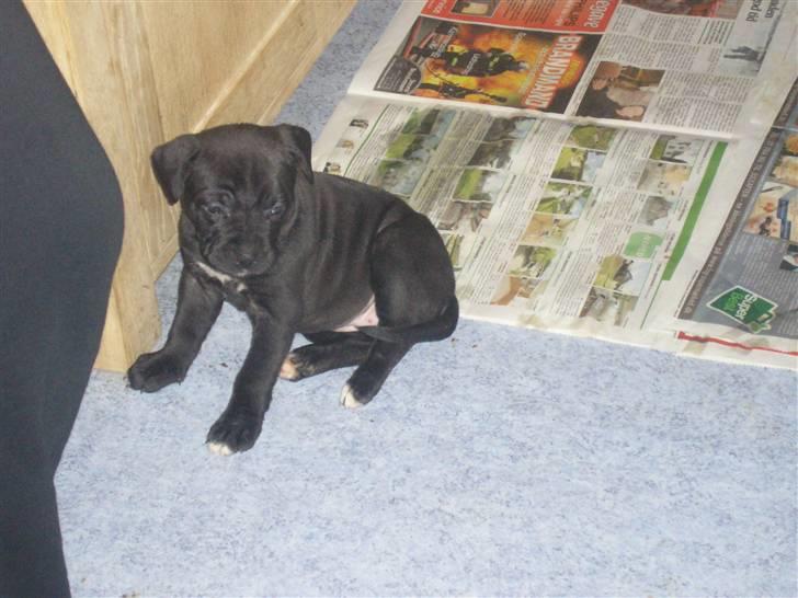 Amerikansk staffordshire terrier Chica billede 2