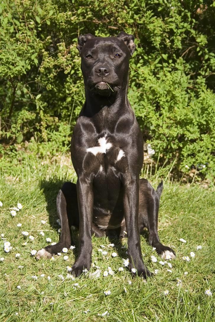 Amerikansk staffordshire terrier Chica billede 3