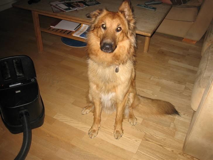 Blanding af racer kasper billede 1