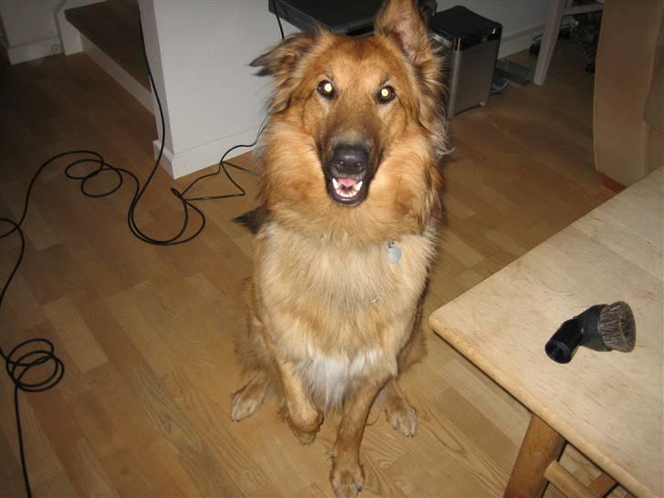 Blanding af racer kasper billede 2