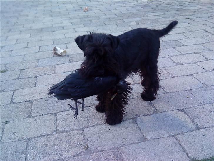 Dvaergschnauzer Sváva's Elenna - Tazhia - Tazhia træner vildtopsamling på krage - 5 mdr gammel  billede 16