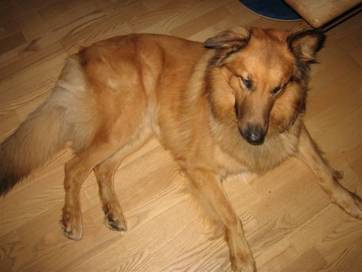 Blanding af racer kasper billede 3