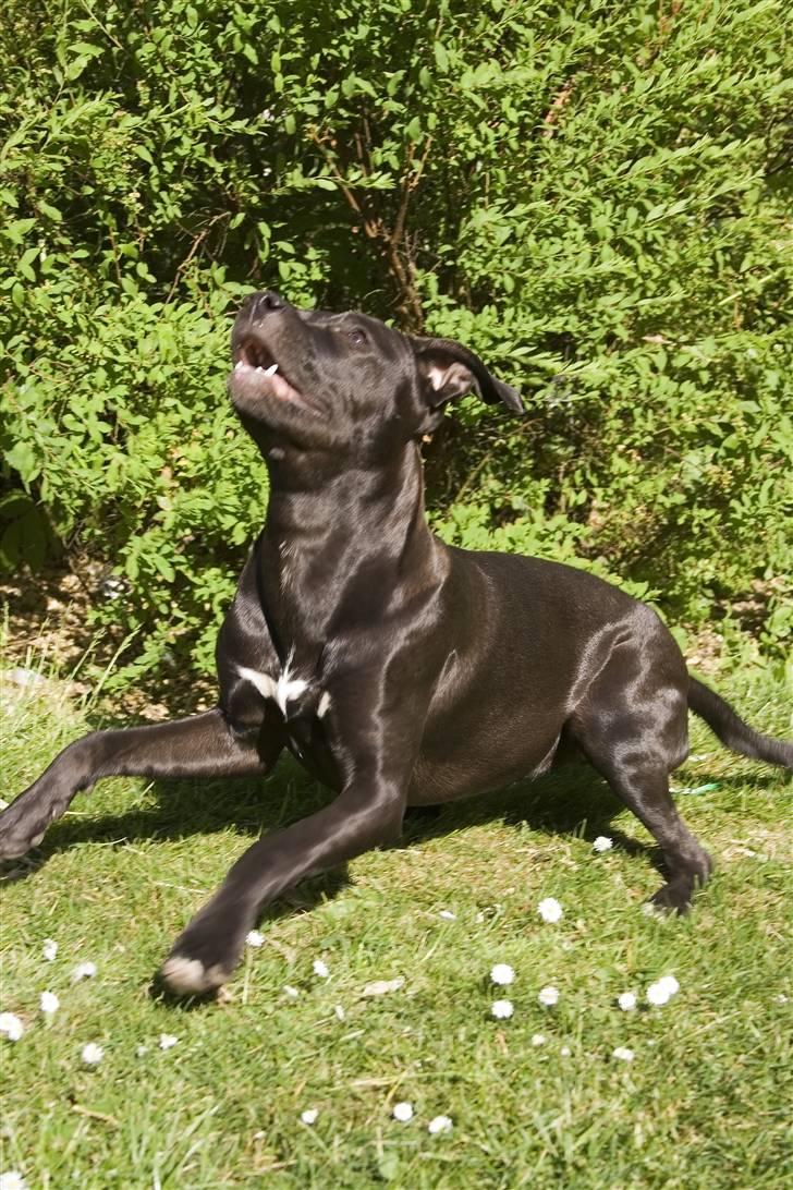 Amerikansk staffordshire terrier Chica billede 4