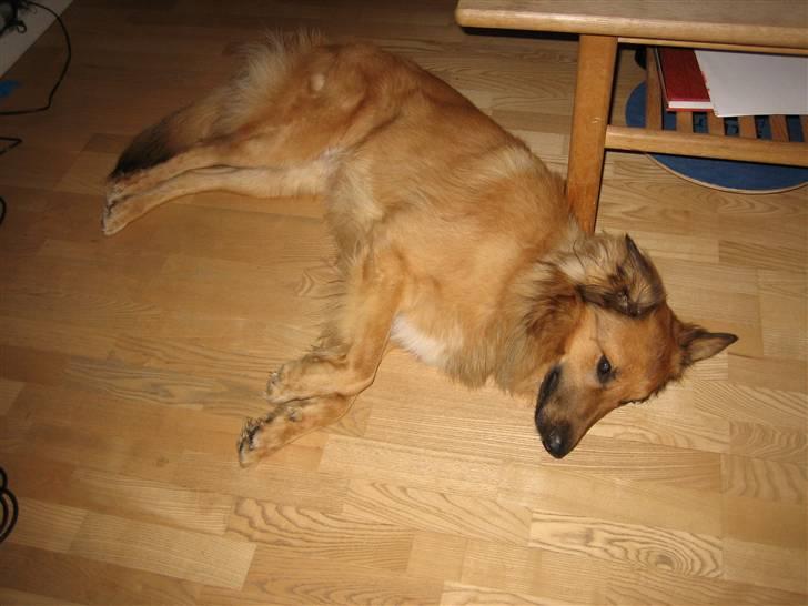 Blanding af racer kasper billede 4