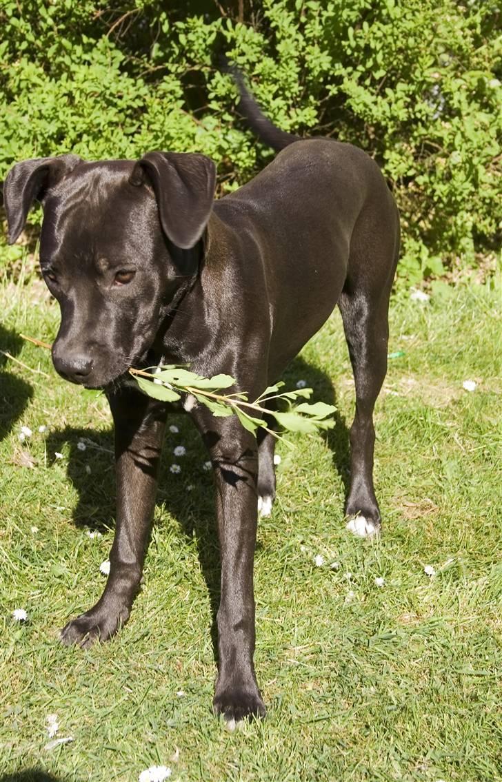 Amerikansk staffordshire terrier Chica billede 5