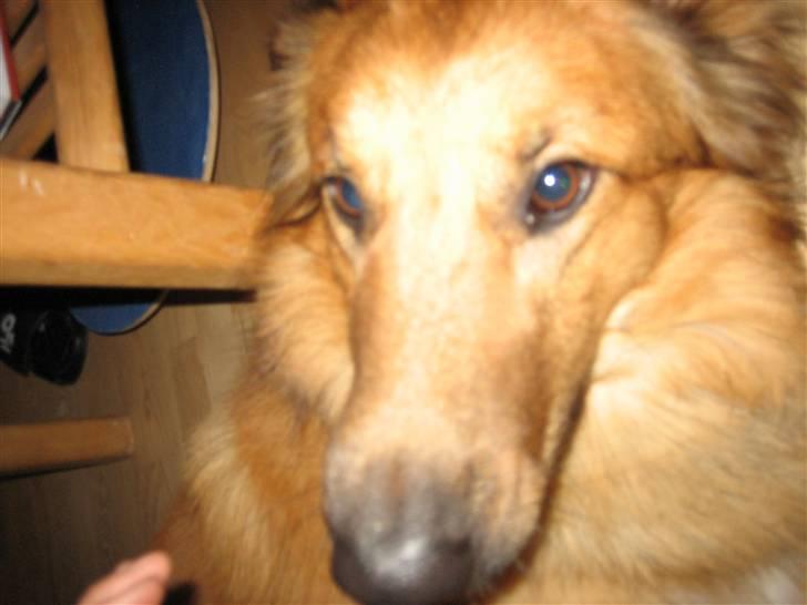 Blanding af racer kasper billede 5