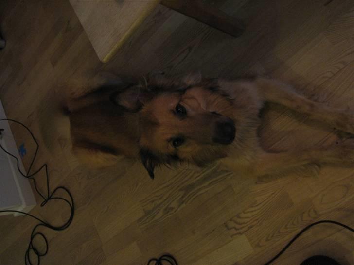 Blanding af racer kasper billede 6