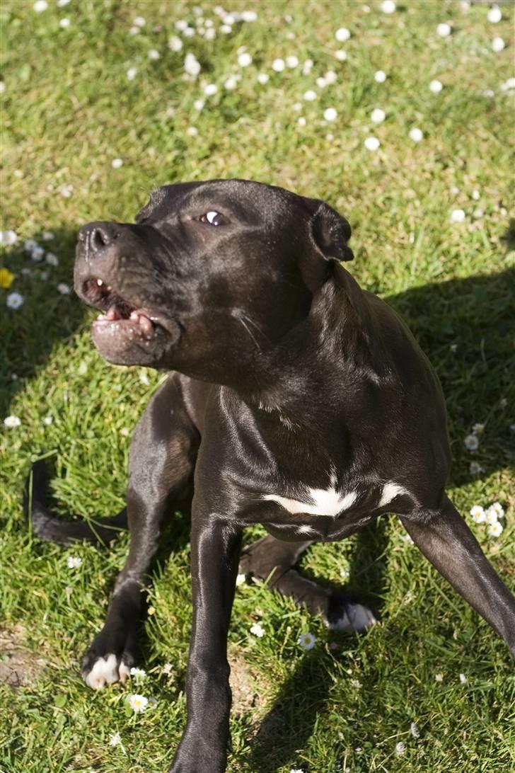 Amerikansk staffordshire terrier Chica billede 6