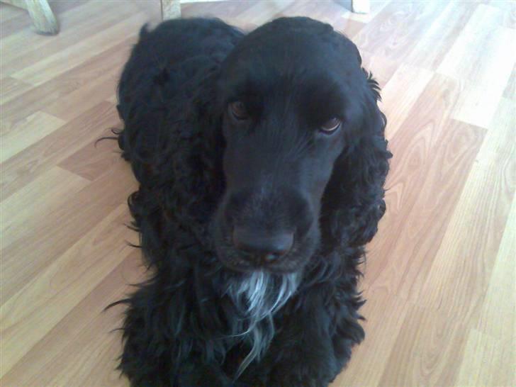 Cocker spaniel Magnus billede 1