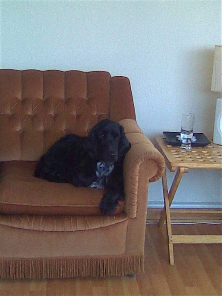 Cocker spaniel Magnus billede 2