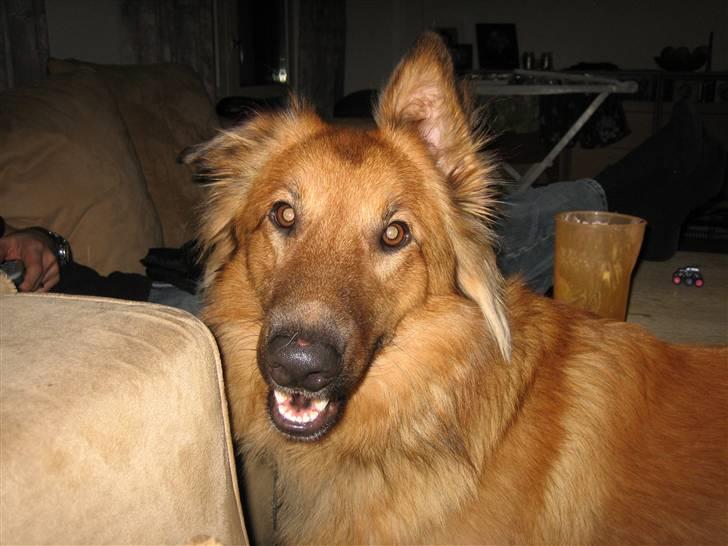 Blanding af racer kasper billede 7