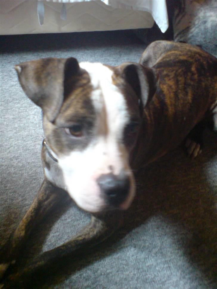 Amerikansk staffordshire terrier Angie RIP. billede 10