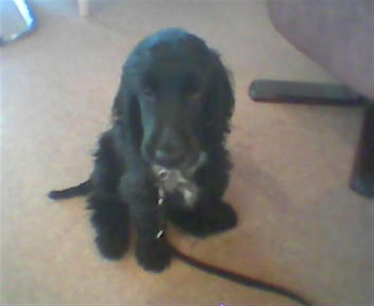 Cocker spaniel Magnus billede 3