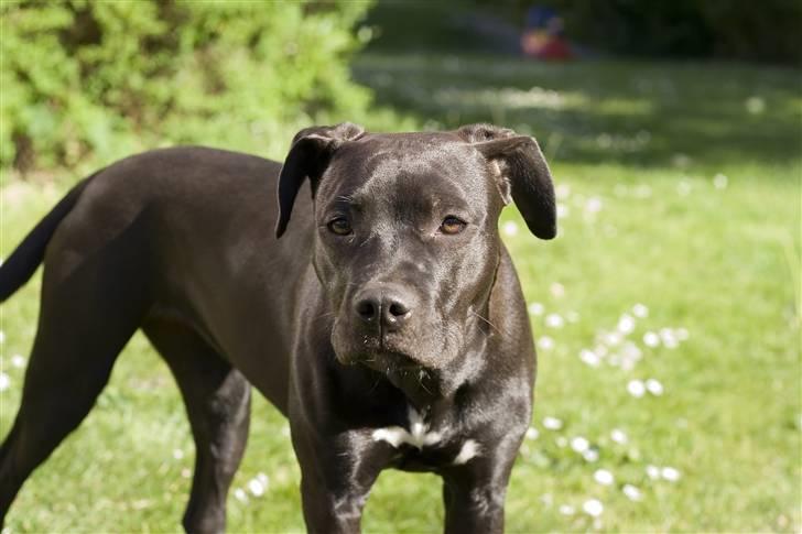 Amerikansk staffordshire terrier Chica billede 7