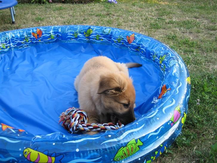 Blanding af racer kasper billede 8