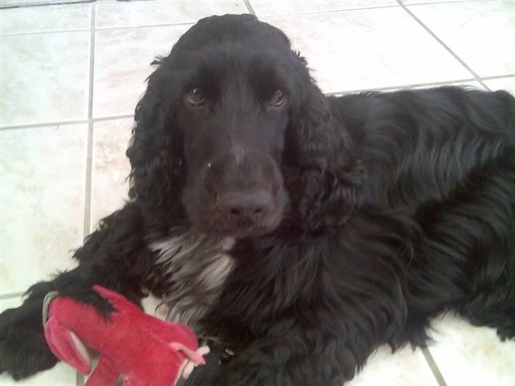 Cocker spaniel Magnus billede 4