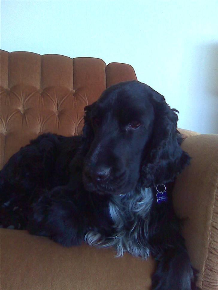 Cocker spaniel Magnus billede 6