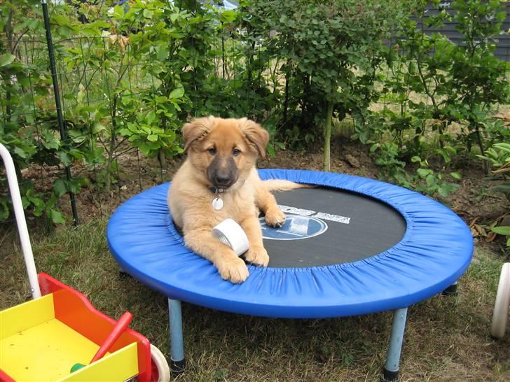 Blanding af racer kasper billede 9