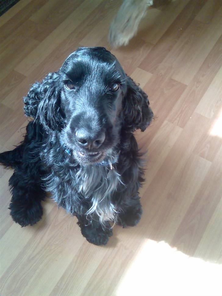 Cocker spaniel Magnus billede 7