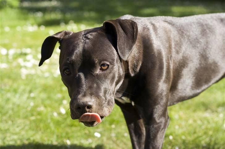 Amerikansk staffordshire terrier Chica billede 8