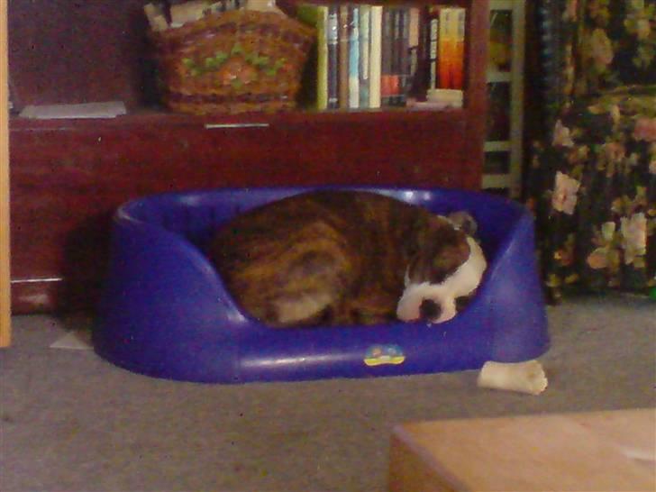 Amerikansk staffordshire terrier Angie RIP. billede 11