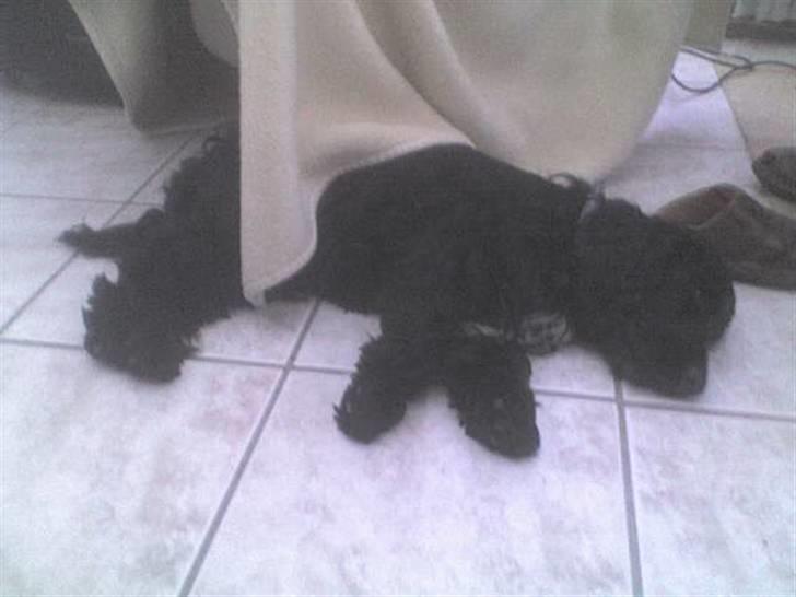 Cocker spaniel Magnus billede 8