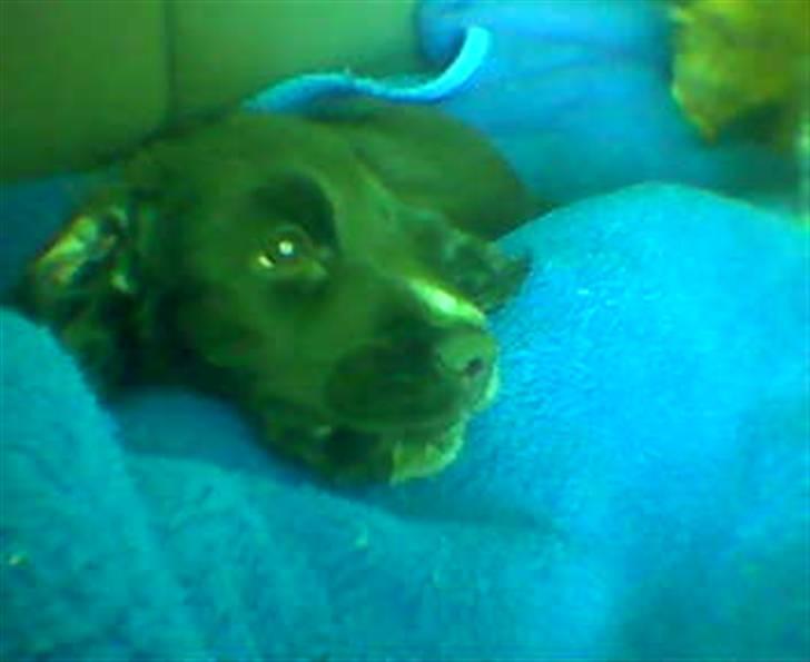 Cocker spaniel Magnus billede 9