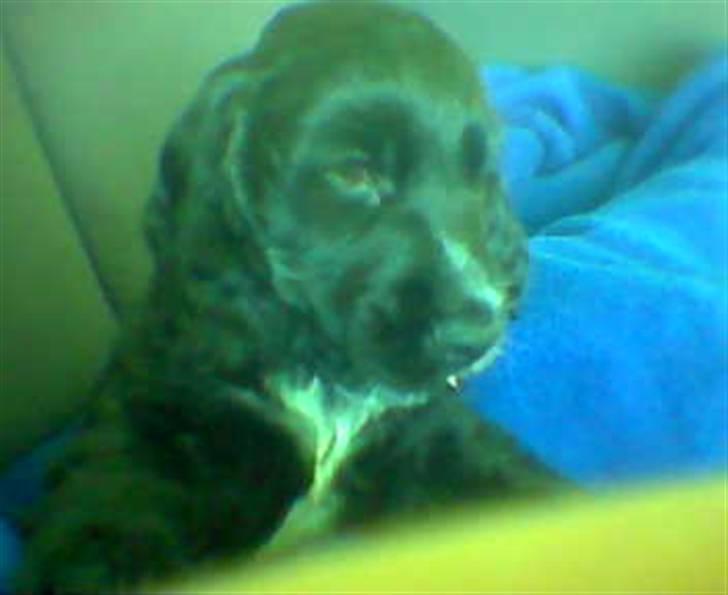 Cocker spaniel Magnus billede 10