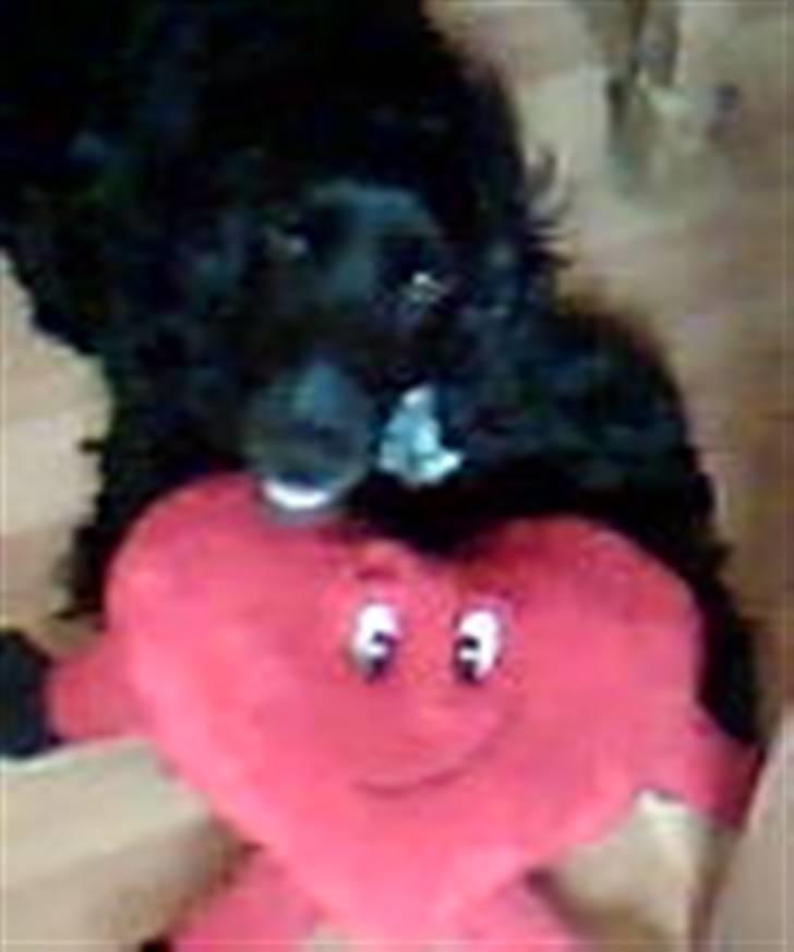 Cocker spaniel Magnus billede 11