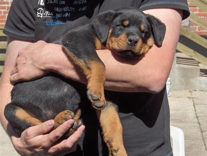 Rottweiler Vom Hause Luna's Django - 8 uger billede 3