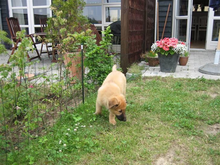 Blanding af racer kasper billede 10