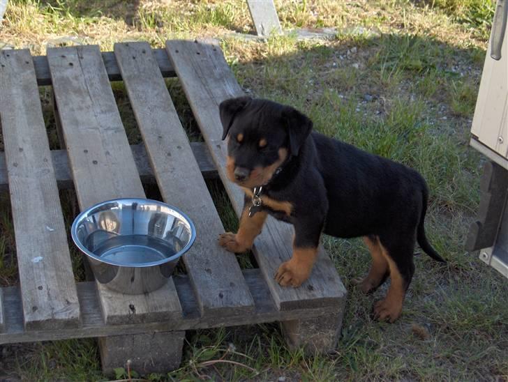 Rottweiler Vom Hause Luna's Django - 8 uger billede 4