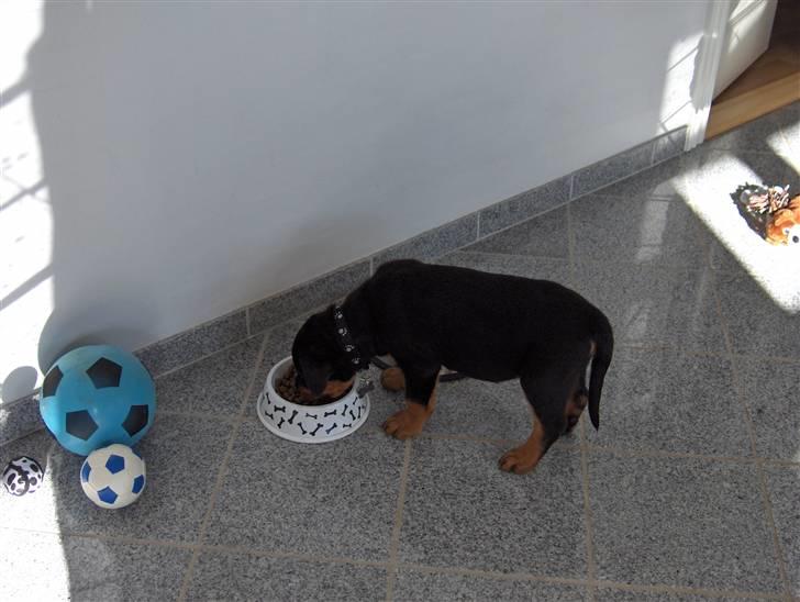 Rottweiler Vom Hause Luna's Django - 8 uger billede 5