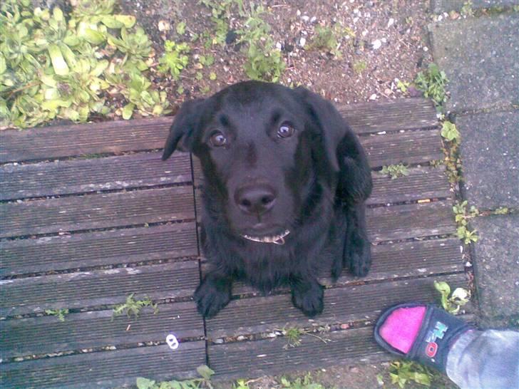 Labrador retriever Kizka - Hej moar.. billede 6