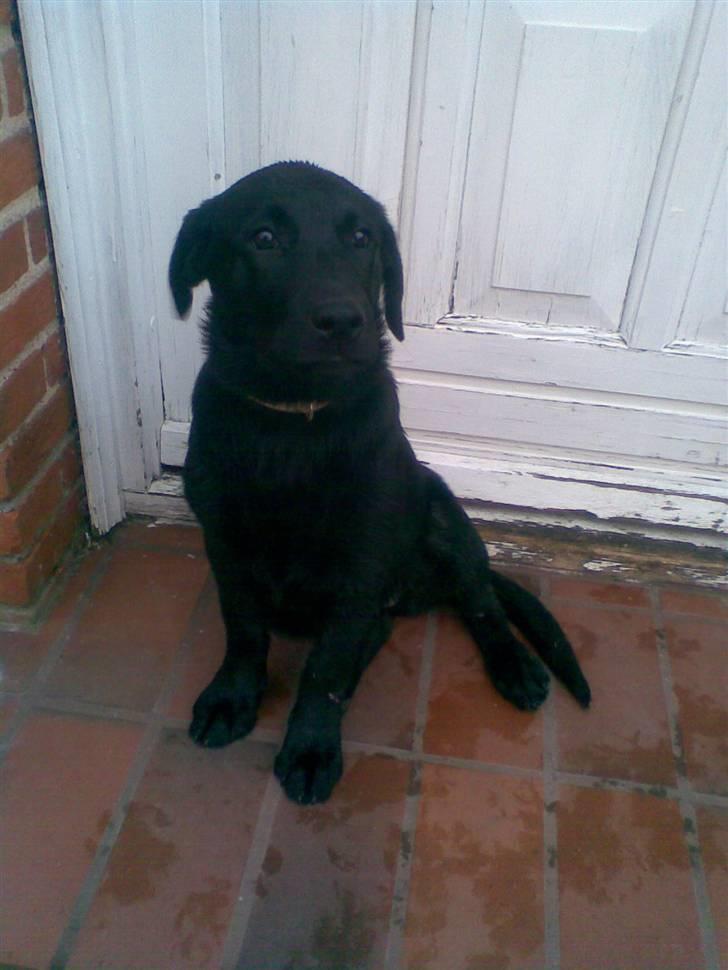 Labrador retriever Kizka billede 7