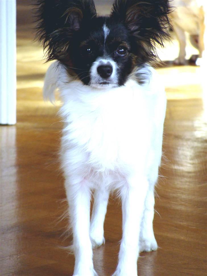 Papillon Valde billede 11