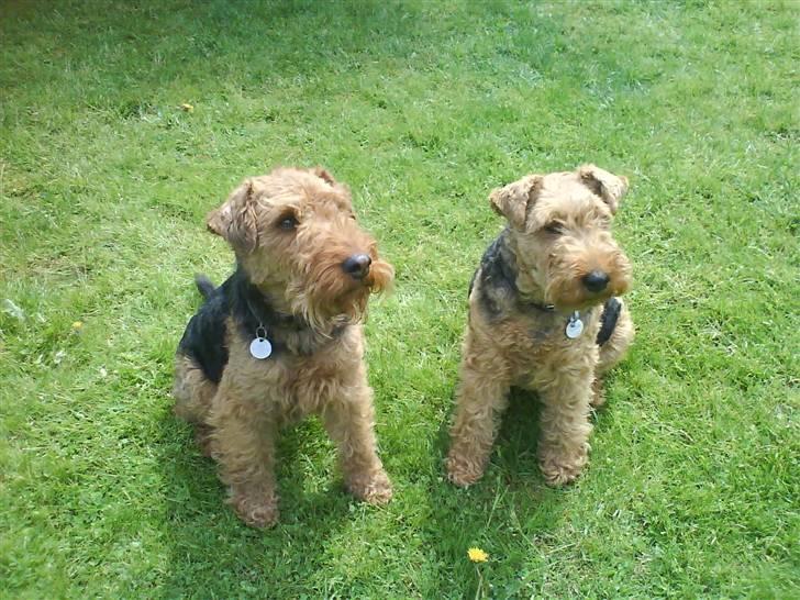 Welsh terrier Reigab's Julie Svane - julie og mikki - uge 22 - 2008 billede 17